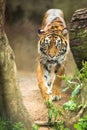 Closeup of a Siberian tiger Royalty Free Stock Photo