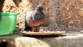 Closeup sick Pigeon or sick Rock Dove, Can not eat foods. Animal sick concept