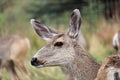 Closeup of the side of a female mule deer head Royalty Free Stock Photo