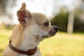 Closeup of side head of chihuahua in park looking attentive
