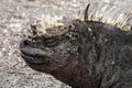 Closeup of the side of the head of a marine iguana. Royalty Free Stock Photo