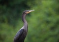 Closeup side on portrait of Anhinga Snakebird Anhinga anhinga hunting, Bolivia