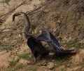 Closeup side on portrait of Anhinga Snakebird Anhinga anhinga hunting with whole fish in mouth, Bolivia