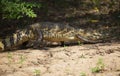 Closeup side on portrait of Black Caiman Melanosuchus niger jaw open crawling along riverbank, Bolivia Royalty Free Stock Photo