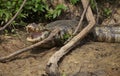 Closeup side on portrait of Black Caiman Melanosuchus niger on riverbank with jaws and teeth wide open, Bolivia