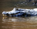 Closeup side on portrait of Black Caiman Melanosuchus niger swimming in water with jaws open showing teeth in the Pampas del Yac