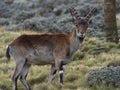 Closeup side on portrait of Endangered Walia ibex Capra walie looking at camera Simien Mountains, Ethiopia Royalty Free Stock Photo