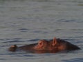 Closeup side on portrait of Hippopotamus Hippopotamus amphibius head floating in water focus on eye Lake Awassa, Ethiopia