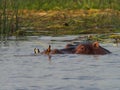 Closeup side on portrait of Hippopotamus Hippopotamus amphibius head floating in water focus on eye Lake Awassa, Ethiopia