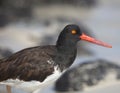 Closeup side on portrait of Lava Gull Larus fuliginosus red eye staring at camera Galapagos Islands Royalty Free Stock Photo