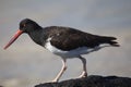 Closeup side on portrait of Lava Gull Larus fuliginosus standing on rocks Galapagos Islands Royalty Free Stock Photo