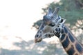 Closeup side portrait of Northern giraffe in the zoo on bokeh background Royalty Free Stock Photo