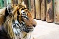 Closeup side portrait of a Sumatran tiger, look at right