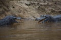 Closeup side on portrait of two Black Caiman Melanosuchus niger fighting in water with jaws open showing teeth, Bolivia