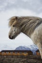 Closeup side portrait of typical wild white Icelandic horse pony breed farm animal in Iceland Royalty Free Stock Photo