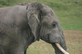 Closeup side on portrait of  a wild elephant Loxodonta africana inside Ngorongoro Crater Tanzania Royalty Free Stock Photo