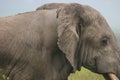 Closeup side on portrait of  a wild elephant Loxodonta africana inside Ngorongoro Crater Tanzania Royalty Free Stock Photo