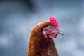 Closeup of a side profile of a brown chicken