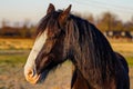 Closeup of side profile of brown and white Clydesdale horse