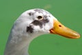 Closeup of a side profile of a goose with a long beak under sunlight against a blurry background Royalty Free Stock Photo