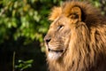 Closeup of the side profile of a lion in Pittsburgh surrounded by greenery with a blurry background Royalty Free Stock Photo