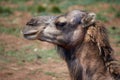 Closeup side profile shot of the head of a camel in a field Royalty Free Stock Photo