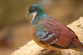 Closeup side shot of a Mindanao bleeding-heart standing outdoors