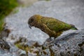 Closeup side view of adorable Kea bird perched on a rock looking for food Royalty Free Stock Photo