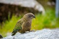 Closeup side view of adorable Kea bird perched on a rock looking for food Royalty Free Stock Photo