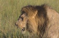 closeup and side view of an adult male lion walking through tall grass in the wild masai mara, kenya Royalty Free Stock Photo