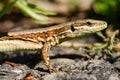 Closeup side view of an alert Common wall lizard on a rock looking forward carefully Royalty Free Stock Photo