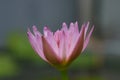 Closeup side view angle of blooming pink water lily flower with stem. Image photo Royalty Free Stock Photo