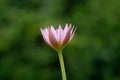 Closeup side view angle of blooming pink water lily flower with stem. Image photo Royalty Free Stock Photo