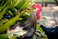 Closeup side view of a beautiful colorful rooster with red comb in front of a plant. Colorful cock portrait with a beautiful head. Royalty Free Stock Photo