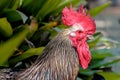 Closeup side view of a beautiful colorful rooster with red comb in front of a plant. Colorful cock portrait with a beautiful head. Royalty Free Stock Photo