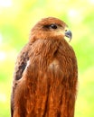 Closeup and Side view of Beautiful Golden Eagle Royalty Free Stock Photo