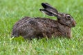 Closeup side view of a brown hare lying in the grass