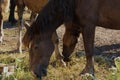 Closeup Side view of brown horse eating grass and hay in meadow in summer Royalty Free Stock Photo