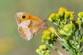 Brown meadow butterfly Maniola jurtina feeding nectar Royalty Free Stock Photo