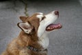 Closeup Side View of Brown and White Huskey Royalty Free Stock Photo
