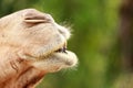 Closeup Side View Camel`s Mouth