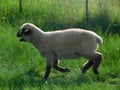 A closeup side view, of a cute little fat, porky lamb sheep running through green grass fields and pastures