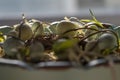 Closeup side view of grapevine entwined robins eggs