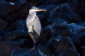 Closeup side view of a Great blue heron standing on a rock during the night Royalty Free Stock Photo