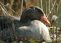 Closeup side view on the greylag goose in the nest