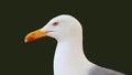 Close-up of the head and neck of a beautiful seagull. The background is dark, out of focus and with a nice bokeh.