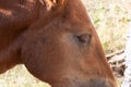 Closeup side view horse eye on the field