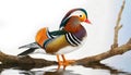 Closeup of Male Multi Colored Mandarin Duck on Tree Branch - Generative Ai