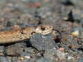 Northern Brown Snake Side View With Tongue Flick Royalty Free Stock Photo