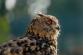 Beautiful eurasian eagle owl portrait Royalty Free Stock Photo